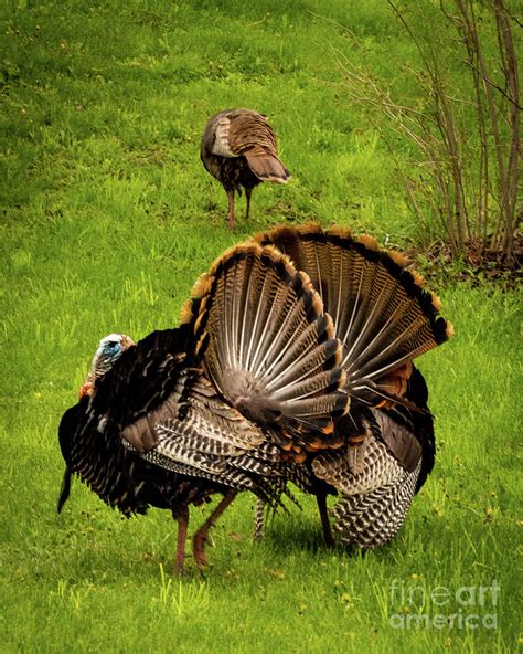 tom turkey s fanning tails photograph by stephanie forrer harbridge pixels