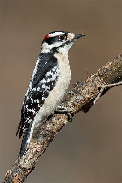 Birds Of New York Woodpeckers