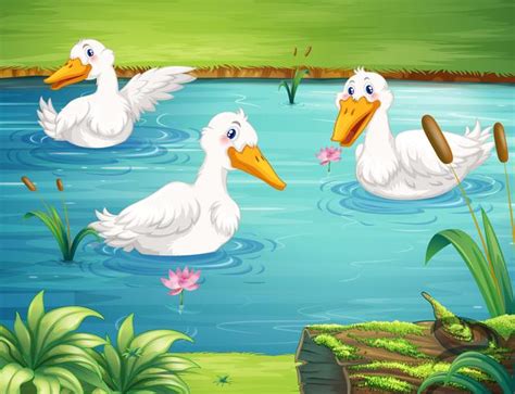 Three Ducks Swimming In The Pond Vector Art At Vecteezy