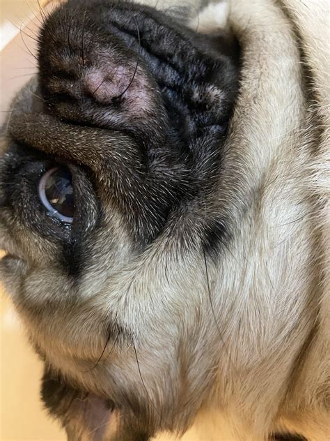 Can Somebody Tell Me Why Is My Pug Losing Hair Around His Mouth Area