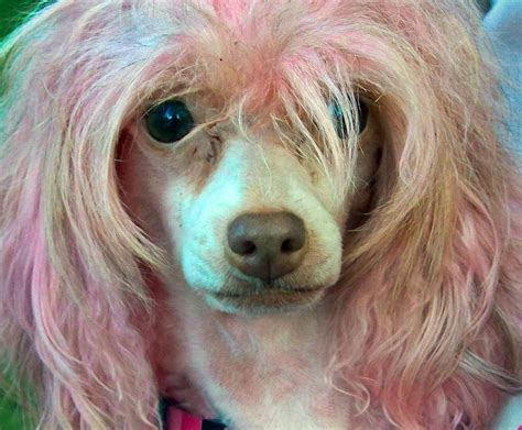 Wowza—5 Hilarious Dog Hairstyles The Dog People By
