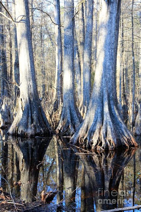 Cypress Reflection Photograph By Carol Groenen Fine Art America