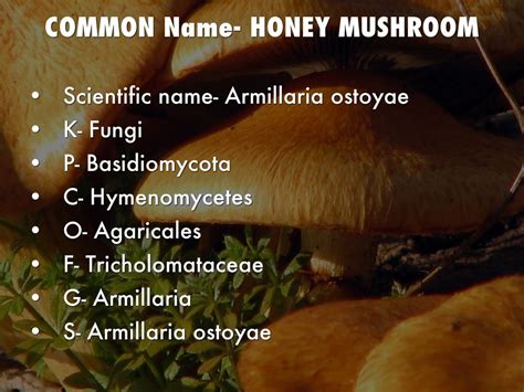 Mushroom Scientific Name And Common Name - All Mushroom Info
