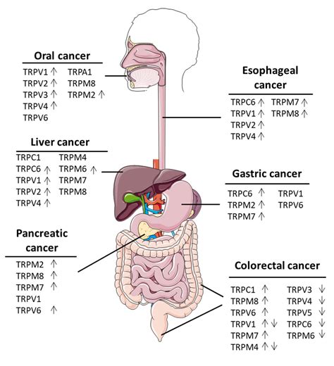 Ijms Free Full Text Trp Channels In Digestive Tract Cancers
