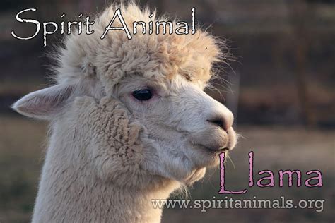 Llama Spirit Animal Meaning And Symbolism Spirit Animals