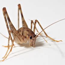 One of the first things you should know about the brown recluse spider is that its reputation far exceeds its actual prevalence. Ocean Acres Pest Control Termite Control Exterminator ...