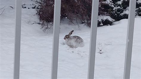 Rabbit In Snow 2 Youtube