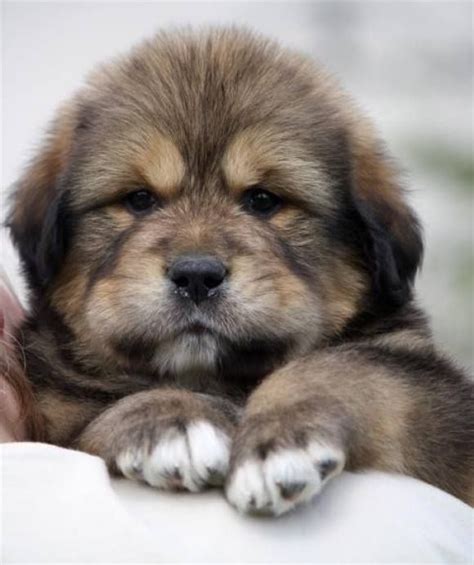 Cute Tibetan Mastiff Puppy