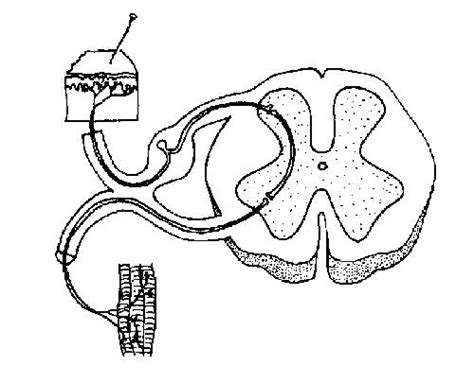 Nervous System Coloring Page at GetColorings.com | Free printable