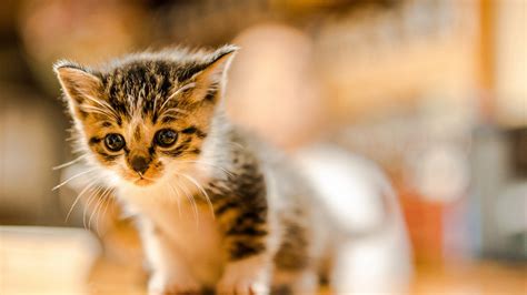 Cute White Black Cat In Blur Background Hd Kitten Wallpapers Hd