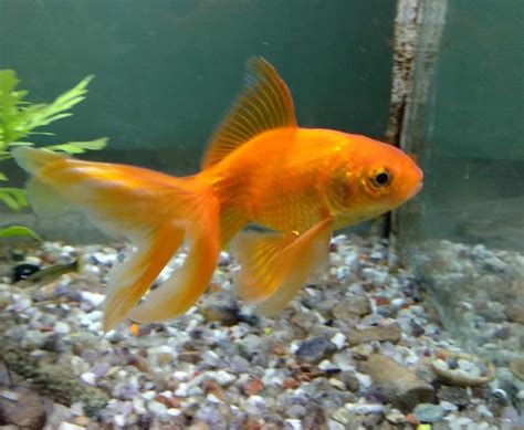 Fancy Goldfish Types 20 Varieties Of Fancy Goldfish The Goldfish Tank