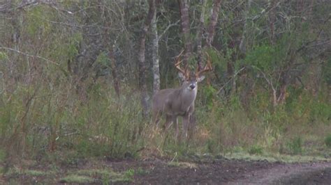 180 Inch Whitetail Buck Leaves Smoke Trail After Shot