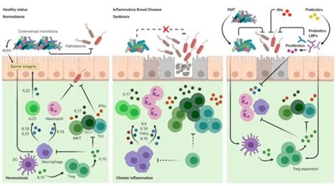 Cells Free Full Text The Role Of Gut Microbiota Biomodulators On