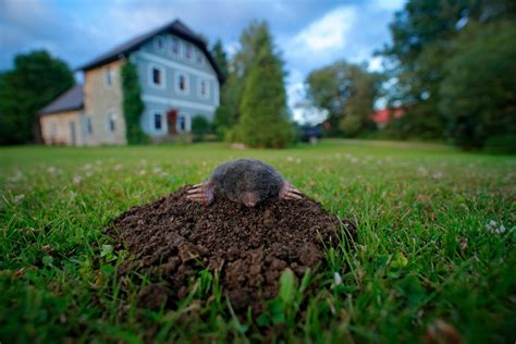 Seen and residing underground, moles nonetheless handle to trigger harm to your yard or backyard by creating unpleasant piles of. How to Get Rid of Moles | INSTALL-IT-DIRECT