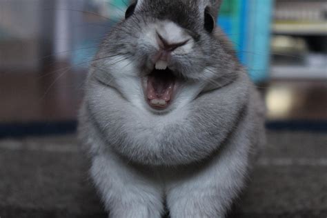 Psbattle This Yawning Rabbit Rphotoshopbattles