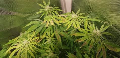 What Is This Grow Question By Iloveled Growdiaries