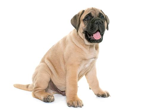 Best Bull Mastiff Stock Photos Pictures And Royalty Free Images Istock