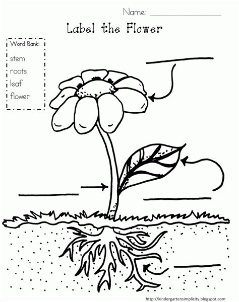 Parts Of A Plant Colouring Pages Clip Art Library