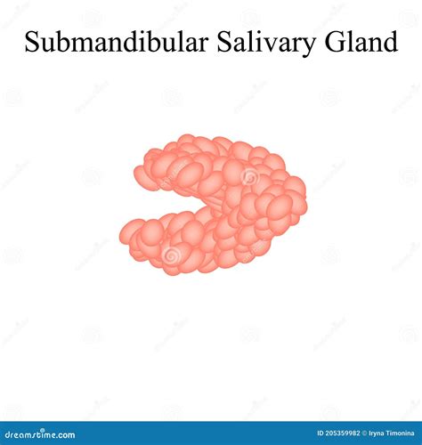 Submandibular Salivary Gland The Structure Of The Submandibular