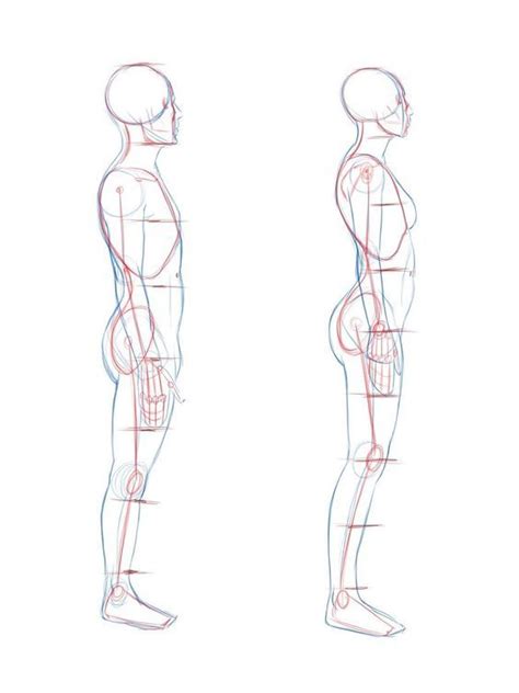 Human Torso Profile Drawing Body Reference Drawing Human Figure