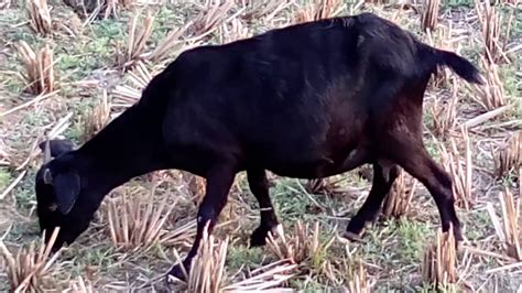 Anatomy And Health Of The Domestic Goat Capra Aegagrus Hircus Youtube