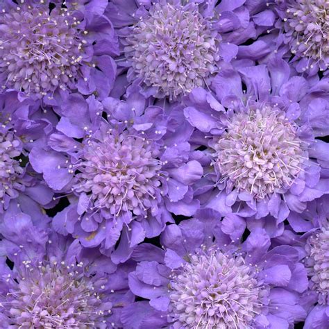 30439 Scabiosa Floral Photography Colorful Flowers Purple Garden