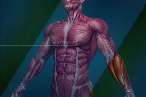 Mengenal Sistem Otot Manusia Dan Masing Masing Fungsinya Bagi Tubuh Sexiz Pix