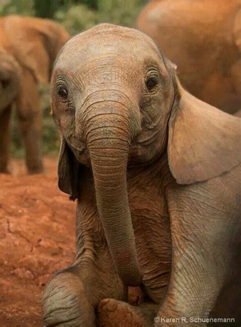 Pin By Veridiana Dresch On Cuteness Elephant Cute Animals Cute Baby