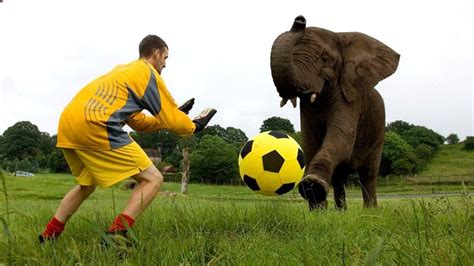 Elephant Playing Football Youtube4hpzw9imgsi Elephant