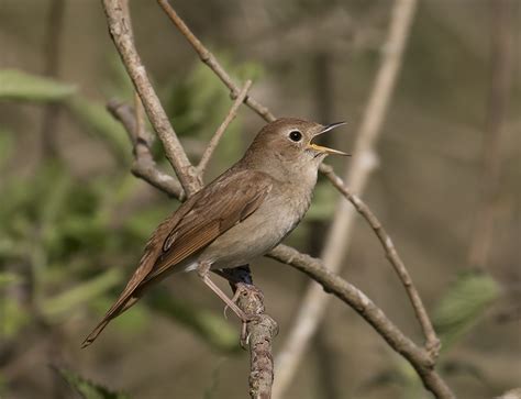 Common Nightingale By Mark Tomlins Birdguides