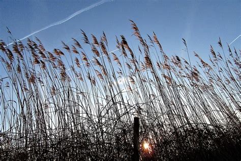 Reed Sunrise Wind Free Photo On Pixabay Pixabay