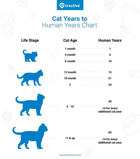 Cat Years To Human Years How Old Is My Cat Really Tractive
