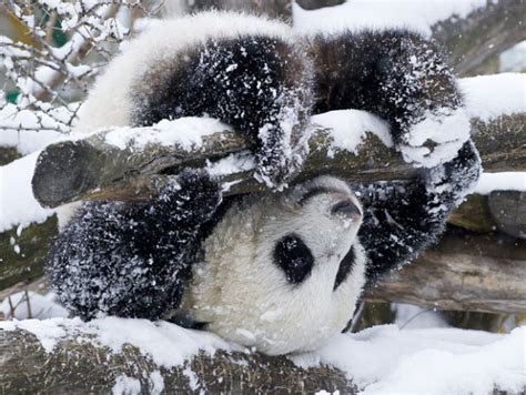 16 Super Cute Animals Who Are Enjoying The Snow More Than You Metro News