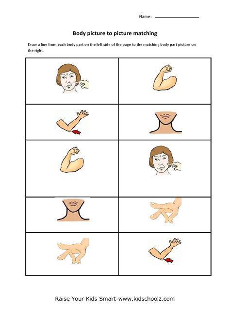 Use the word bank below and fill in the action. Human Body Parts Matching Worksheets - Worksheets Samples