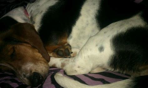 I May Possibly Have A Spoiled Basset Hound Basset Hound Basset Animals