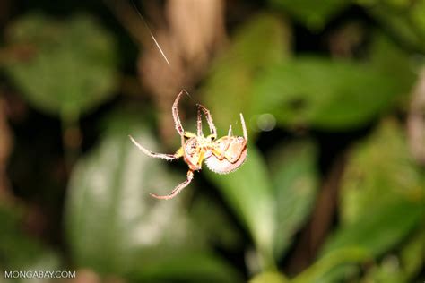 Jan 20, 2021 · in many cultures around the world, spiders are a sign of good luck. Spider hanging from web