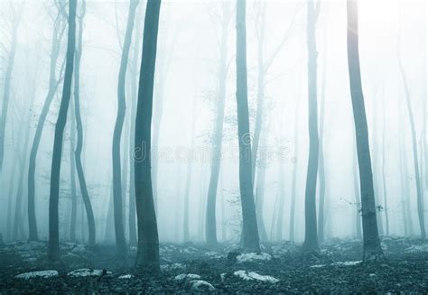 Blue Forest Stock Image Image Of Evergreen White Blue 448055