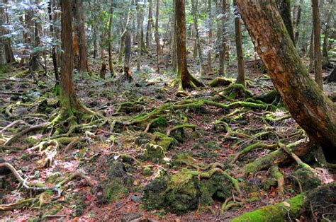 This Is The Dark Side Of Aokigahara Forest Aka The Suicide Hotspot Of