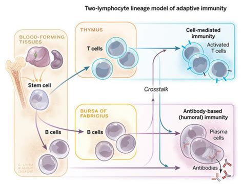 b and t cells—the organizing principle of the adaptive immune system lasker foundation