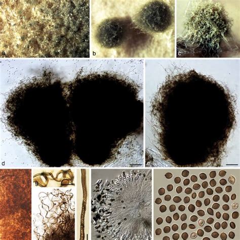 Typical Morphology Of Chaetomium Globosum Sensu Stricto 2 A F Mucl