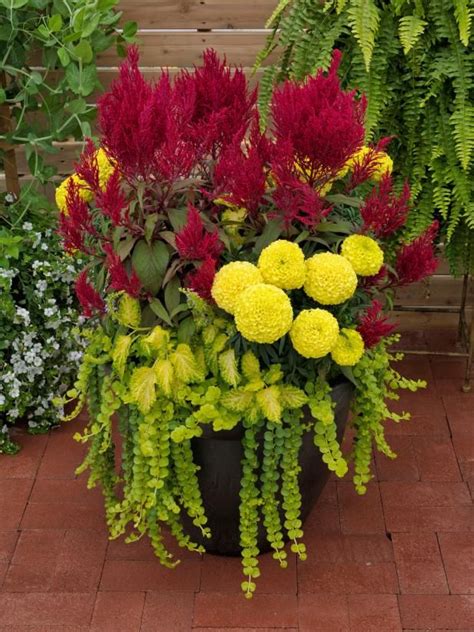 Team Inspired Plant Color Combos Hgtv Container Flowers Fall