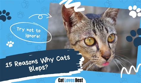 15 Reasons Why Cats Blep Everything You Need To Know