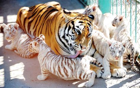 Tiger Mom And Her Cubs Amazing Photo Of The Day Dottech