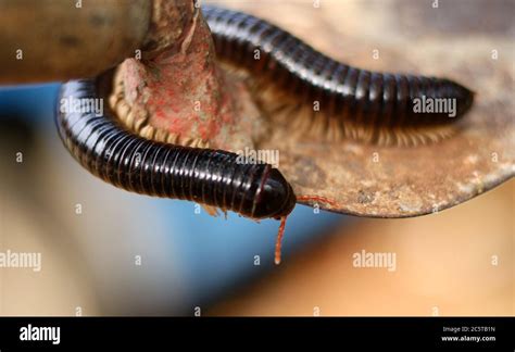 Diplopoda Chilognatha Hi Res Stock Photography And Images Alamy