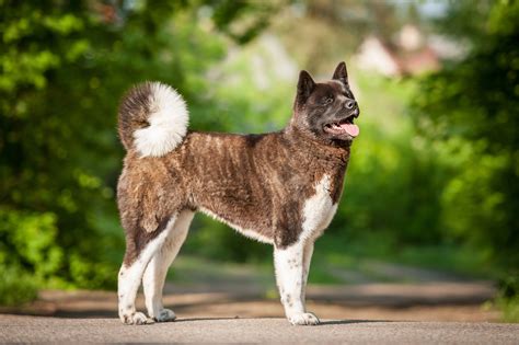The akita is a large breed of dog originating from the mountainous regions of northern japan. American Akita - zooplus Magazine UK