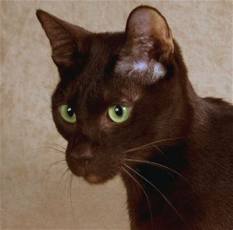 havana brown cat breed images beautiful cat pictures