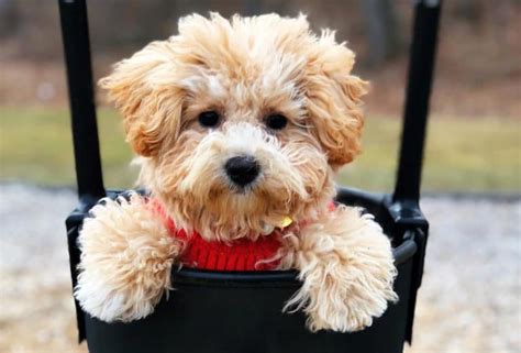 12 Amazing Things About Poochon Bichon Frise Poodle Mix Dog