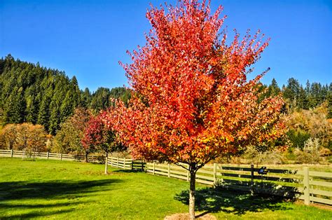 Acer Platanoides Pacific Sunset Viveros Escalante