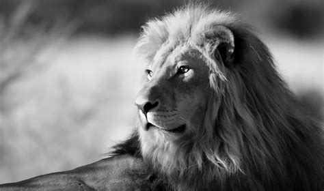 The great collection of lion wallpaper black and white for desktop, laptop and mobiles. Lion Black And White Pics 07965 - Baltana