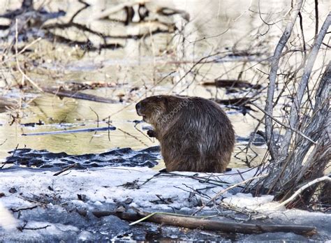Beaver At Work Stock Photo By ©pictureguy 5605730